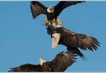 Hình ảnh đại bàng hỗn chiến