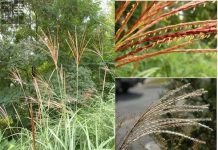 Bước tiến mới trong phát triển năng lượng sinh học