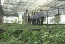 Ứng dụng khoa học công nghệ trong sản xuất hoa cúc