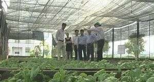 Ứng dụng khoa học công nghệ trong sản xuất hoa cúc