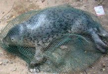 Người dân Quảng Bình bắt được hải cẩu