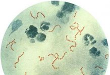 Keo siêu dính từ vi khuẩn ăn thịt