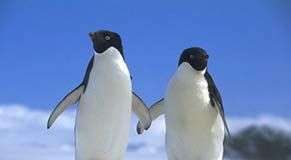 "Yêu" trong thế giới động vật