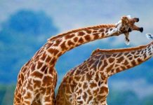 Tại sao cổ của hươu cao cổ lại dài? Lý do khiến bạn rất bất ngờ