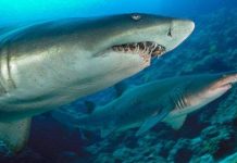 Cá mập con biết thôn tính, diệt trừ nhau từ trong bụng mẹ