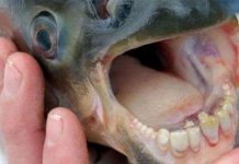 Cảnh báo loài cá “cắn tinh hoàn” Cảnh báo loài cá “cắn tinh hoàn”