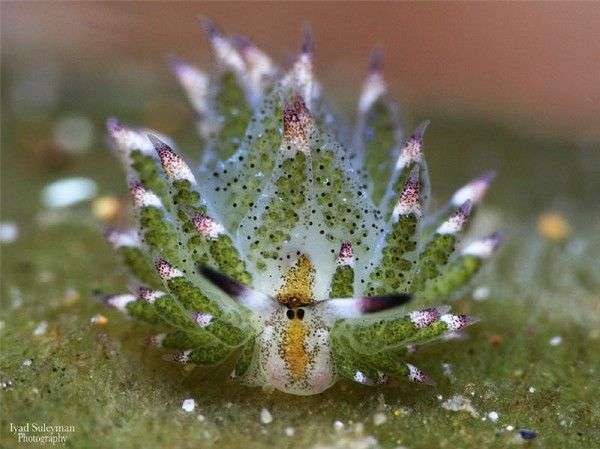 Ngỡ ngàng trước vẻ đẹp “không tưởng” của loài sinh vật lạ ẩn mình dưới biển