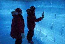 Lại phát hiện rệp băng trong các lớp băng Nam Cực