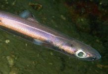 Cá mập cũng mặc áo “tàng hình” Cá mập cũng mặc áo “tàng hình”