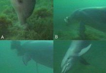 Cá heo mũi chai - “đầu bếp” tuyệt vời dưới đại dương