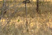 Cầy mangut kéo đu xác rắn kịch độc trên cây để ăn thịt Cầy mangut kéo đu xác rắn kịch độc trên cây để ăn thịt