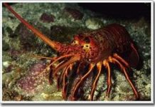 Luật của tiến hóa là sự phức tạp hóa