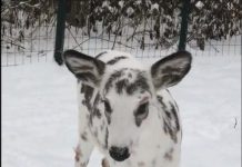 Hươu đột biến có bộ lông lốm đốm