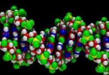 Tiêu hủy động vật chết dịch bằng... phân