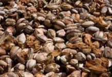 Chế tạo bộ phận ô tô từ dừa