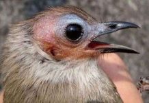 Tìm thấy nhiều loài mới ở sông Mekong và Papua New Guinea