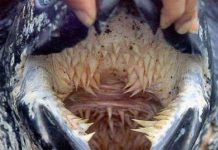 Bộ hàm đáng sợ của rùa da