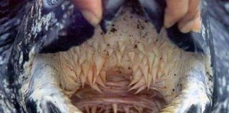 Bộ hàm đáng sợ của rùa da