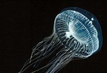 65 điều thú vị về loài sứa (1)