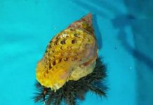 Australia nhân giống đội quân ốc tù và chống sao biển Australia nhân giống đội quân ốc tù và chống sao biển