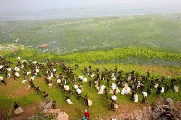 Mặt biển Trung Quốc bị tảo xanh tấn công
