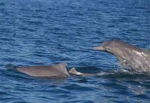 Phát hiện loài cá heo lưng gù mới gần Australia