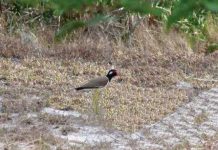 Những sinh vật đời cát