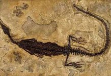 Tìm hiểu về sự hình thành hoá thạch trong tự nhiên (1)