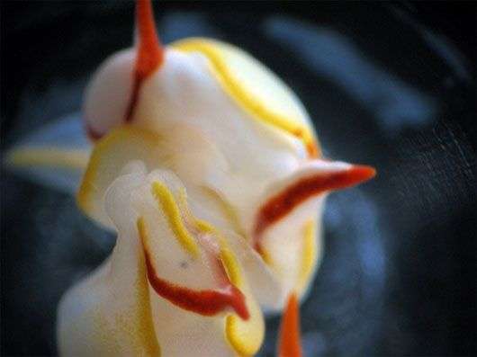 Cận cảnh giao phối của sên biển có 2 “của quý”