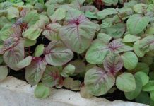 Kỹ thuật trồng rau dền tại nhà