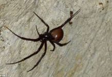 Nhện "xấu hổ" hiếm gặp trong quan tài mục nát