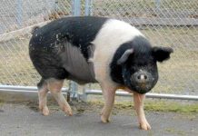 Chú lợn đầu tiên khỏi bệnh ung thư máu