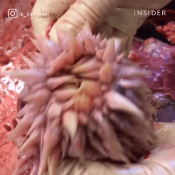 Tưởng sinh vật ngoài hành tinh nhưng hóa “chúng” có rất nhiều ở Việt Nam