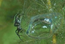 Nhện nước thở bằng bong bóng khí Nhện nước thở bằng bong bóng khí