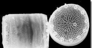 Tảo cát có thể hạn chế hiện tượng nóng lên toàn cầu?