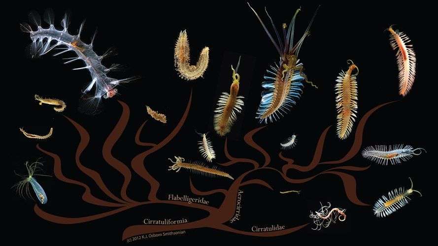 Loài giun đa dạng nhất dưới đáy đại dương