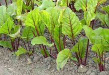 Trồng rau sạch trong điều kiện không trọng lượng