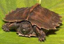 Những loài rùa lạ nhất thế giới