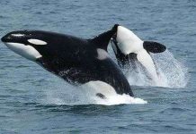 “Chuyện ấy” ở cá voi phụ thuộc vào kích cỡ của chúng "Chuyện ấy" ở cá voi phụ thuộc vào kích cỡ của chúng