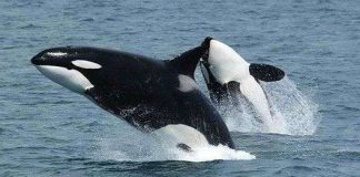 "Chuyện ấy" ở cá voi phụ thuộc vào kích cỡ của chúng