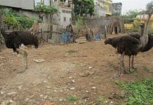 Nuôi đà điểu cho hiệu quả kinh tế cao