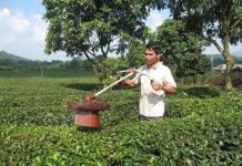 Một nông dân tự chế tạo máy hút sâu ở cây chè