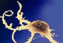 Thiên đường và rào cản của tế bào gốc phôi người