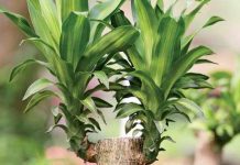 Phát hiện 3 loài cây giúp hấp thu khí độc trong nhà