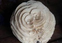 Phát hiện nấm kỳ lạ hình hoa hồng trắng cực độc