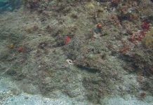 Thuật ẩn thân kỳ diệu của loài bạch tuộc dưới biển Caribbean