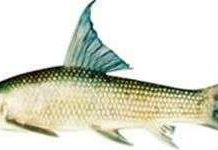 Phú Thọ: Phát hiện cá anh vũ tại vườn quốc gia Xuân Sơn