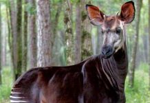 Biểu tượng quốc gia Congo sắp tuyệt chủng Biểu tượng quốc gia Congo sắp tuyệt chủng