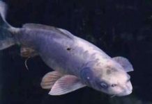 3 loài thủy sinh vật kỳ dị mang hình mặt người