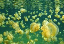 Biển trong tương lai sẽ thành "thế giới loài sứa"